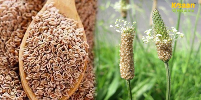 जानिए इसबगोल की फसल पर लगने वाले प्रमुख रोग एवं कीट के लक्षण और रोकथाम के बारे में